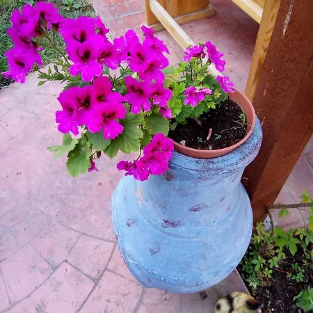 Lägenhet Terrace Under The Stars